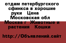 отдам петербургского сфинкса в хорошие руки › Цена ­ 500 - Московская обл., Москва г. Животные и растения » Кошки   